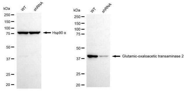 GOT2 Antibody