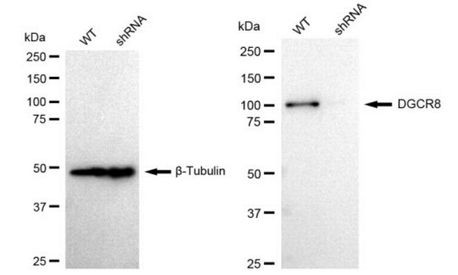 DGCR8 Antibody