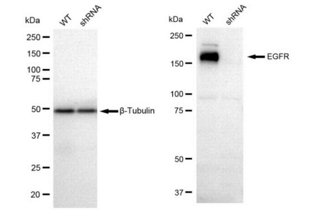 EGFR Antibody