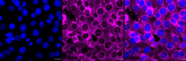 Fibronectin Antibody in Immunocytochemistry (ICC/IF)