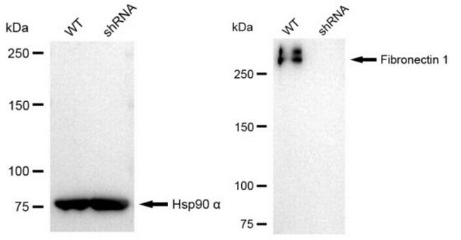 Fibronectin Antibody