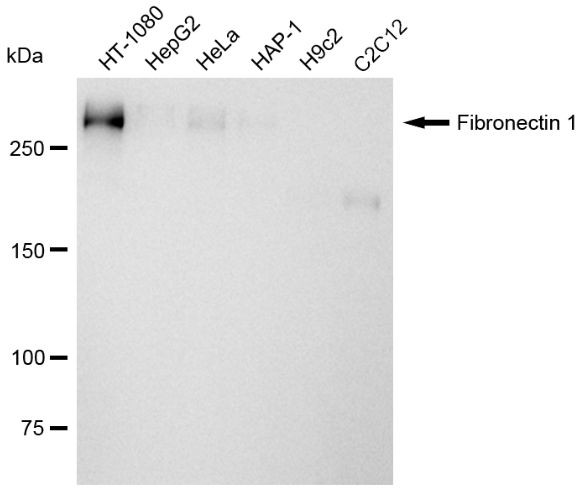 Fibronectin Antibody in Western Blot (WB)