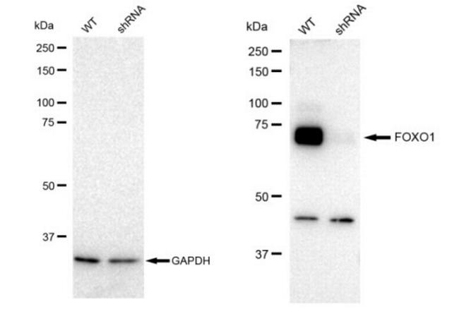 FOXO1 Antibody