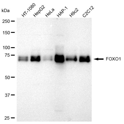 FOXO1 Antibody in Western Blot (WB)