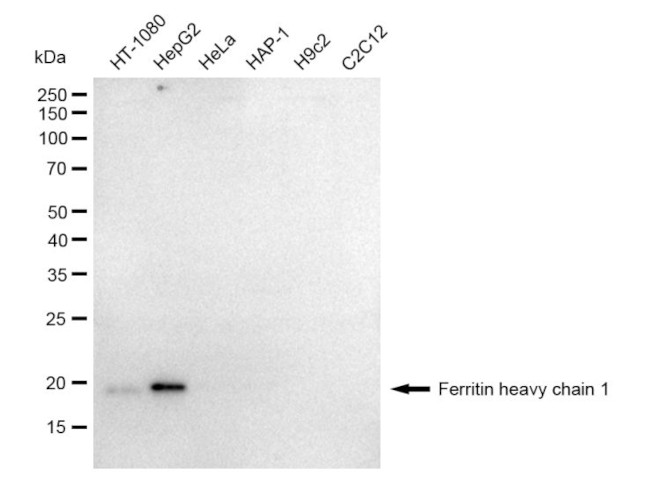 Ferritin Heavy Chain Antibody in Western Blot (WB)