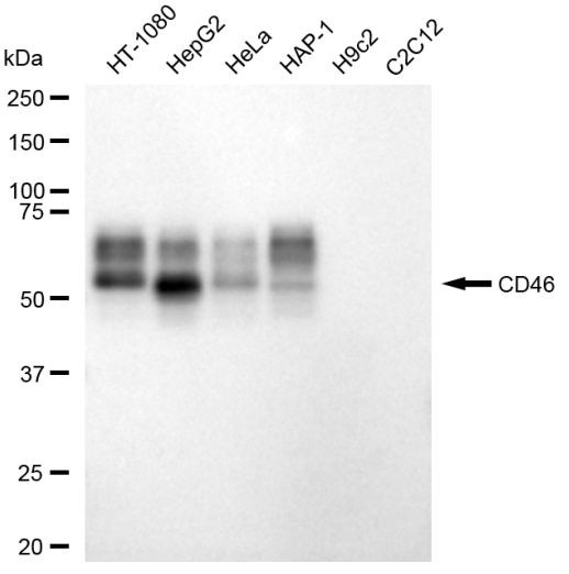 CD46 Antibody in Western Blot (WB)