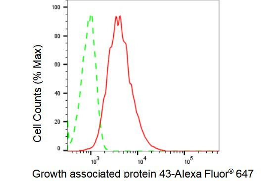 GAP43 Antibody in Flow Cytometry (Flow)