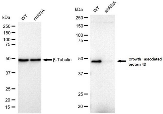 GAP43 Antibody