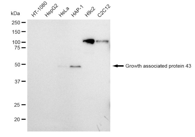 GAP43 Antibody in Western Blot (WB)