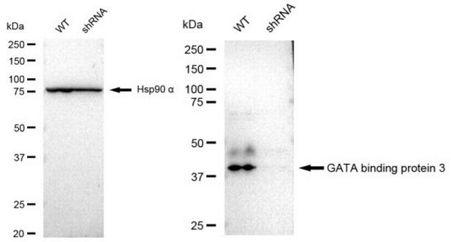 GATA3 Antibody