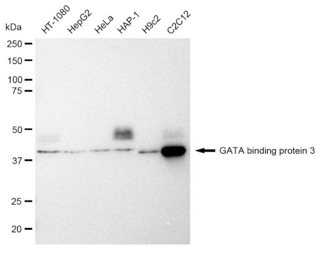 GATA3 Antibody in Western Blot (WB)