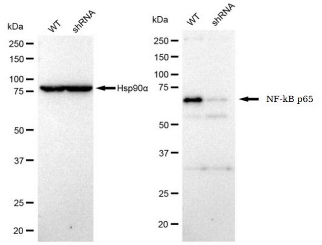 NFkB p65 Antibody