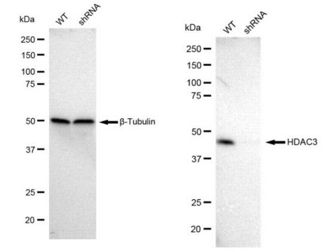 HDAC3 Antibody