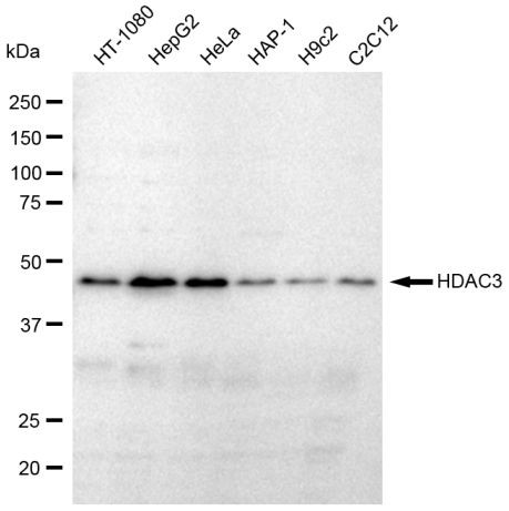 HDAC3 Antibody in Western Blot (WB)