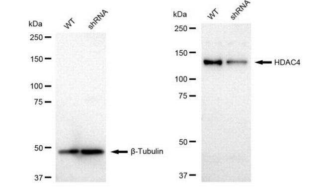 HDAC4 Antibody