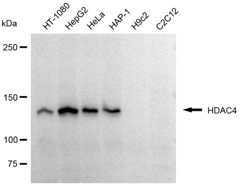 HDAC4 Antibody in Western Blot (WB)