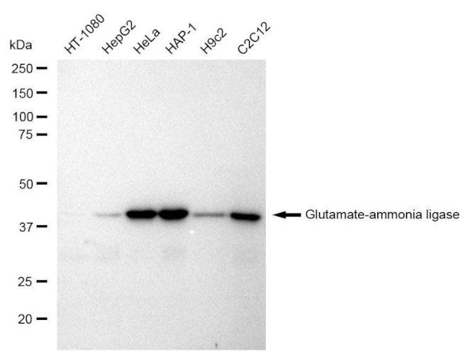 Glutamine Synthetase Antibody in Western Blot (WB)