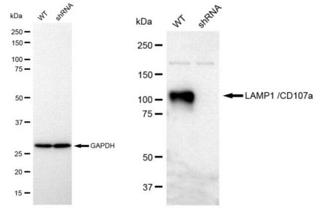 LAMP1 Antibody