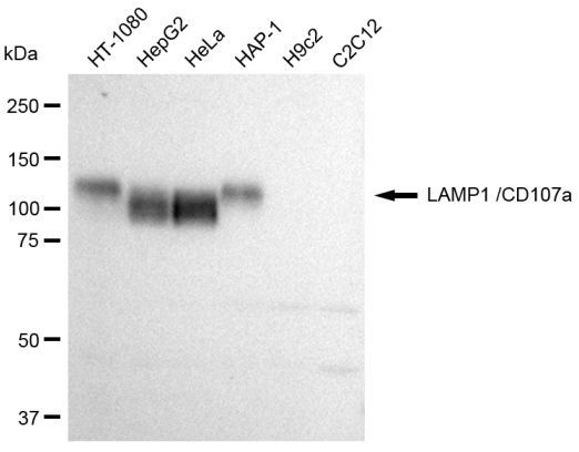 LAMP1 Antibody in Western Blot (WB)