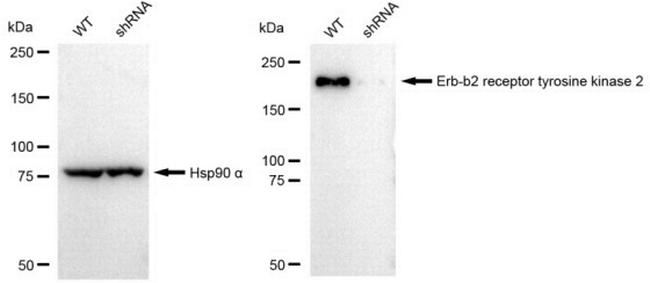 ErbB2 (HER-2) Antibody