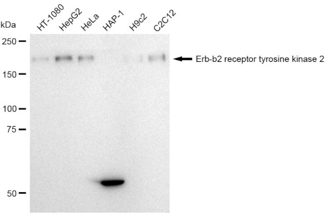 ErbB2 (HER-2) Antibody in Western Blot (WB)