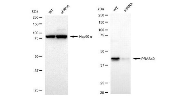 PRAS40 Antibody