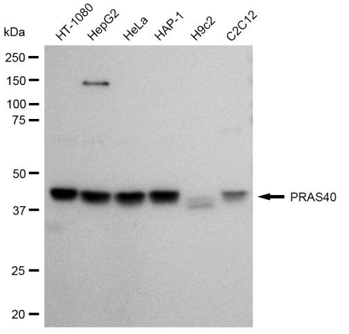 PRAS40 Antibody in Western Blot (WB)