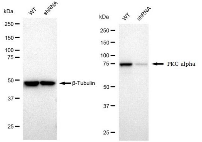 PKC alpha Antibody