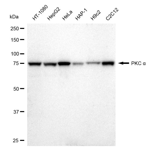 PKC alpha Antibody in Western Blot (WB)