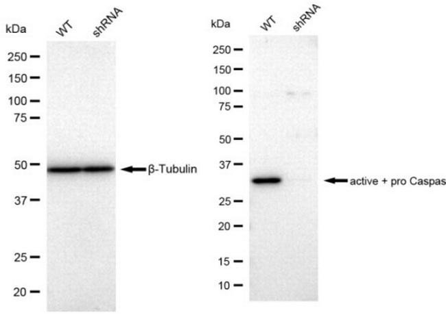 Active/Pro-Caspase 3 Antibody