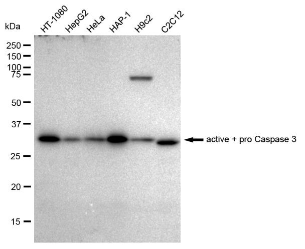 Active/Pro-Caspase 3 Antibody in Western Blot (WB)