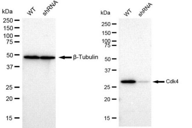 CDK4 Antibody