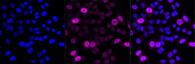 Cyclin A2 Antibody in Immunocytochemistry (ICC/IF)