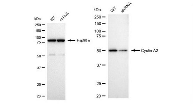 Cyclin A2 Antibody