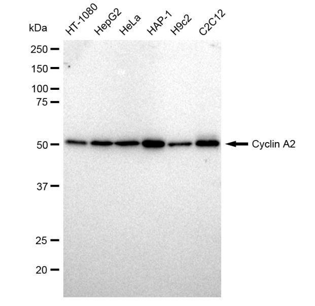 Cyclin A2 Antibody in Western Blot (WB)