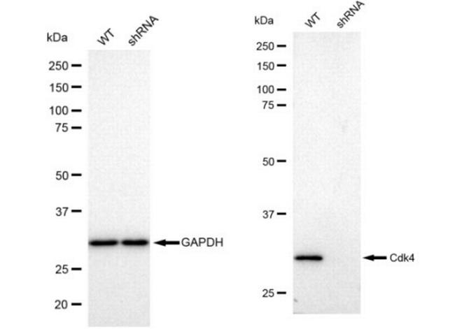 CDK4 Antibody