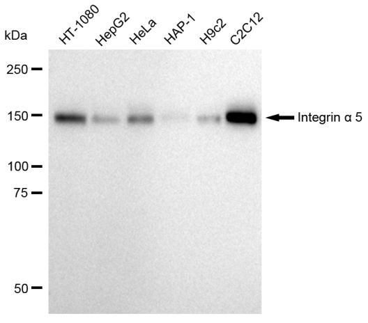 ITGA5 Antibody in Western Blot (WB)