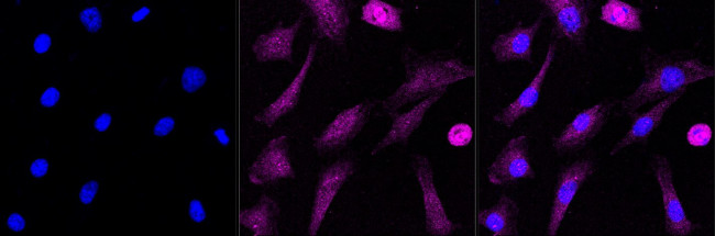 AGO2 Antibody in Immunocytochemistry (ICC/IF)