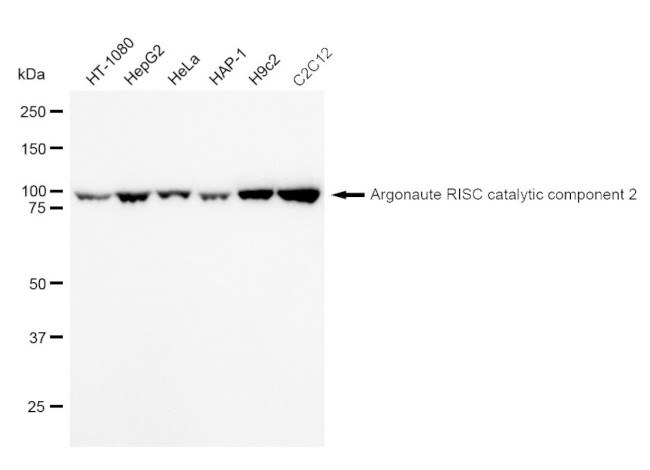 AGO2 Antibody in Western Blot (WB)