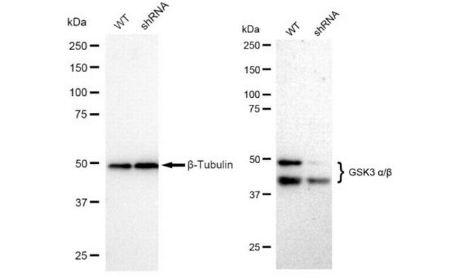 GSK3 alpha/beta Antibody