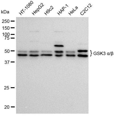 GSK3 alpha/beta Antibody in Western Blot (WB)