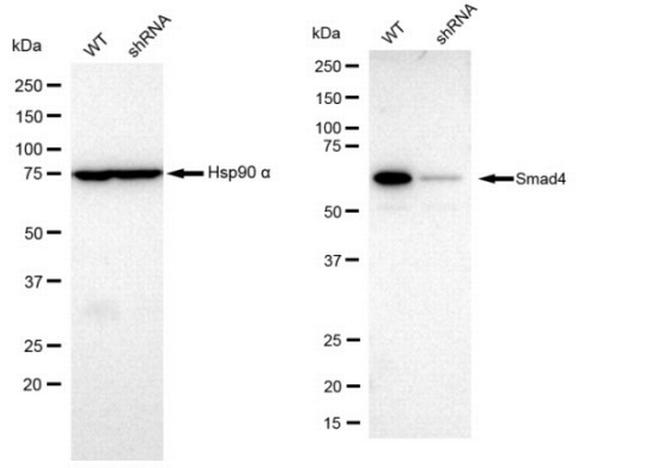 SMAD4 Antibody