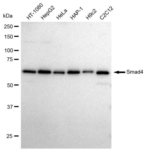 SMAD4 Antibody in Western Blot (WB)