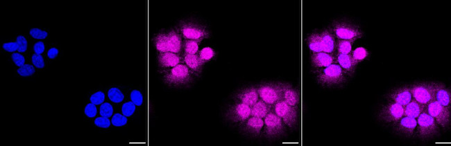 pro-Caspase 3 Antibody in Immunocytochemistry (ICC/IF)