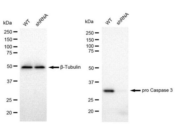 pro-Caspase 3 Antibody