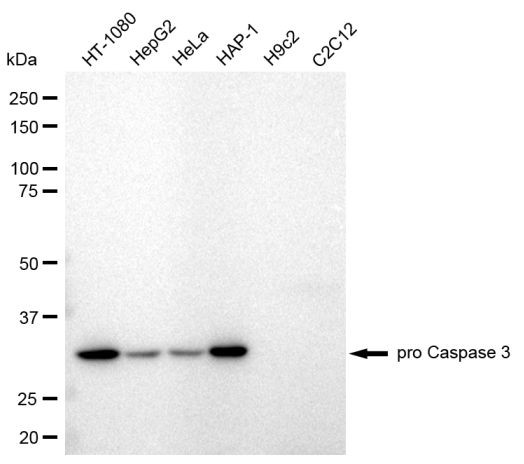 pro-Caspase 3 Antibody in Western Blot (WB)