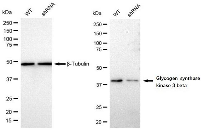 GSK3B Antibody