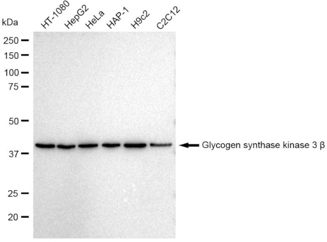 GSK3B Antibody in Western Blot (WB)