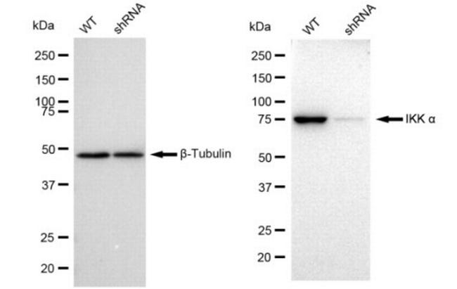 IKK alpha Antibody