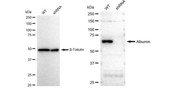 Albumin Antibody